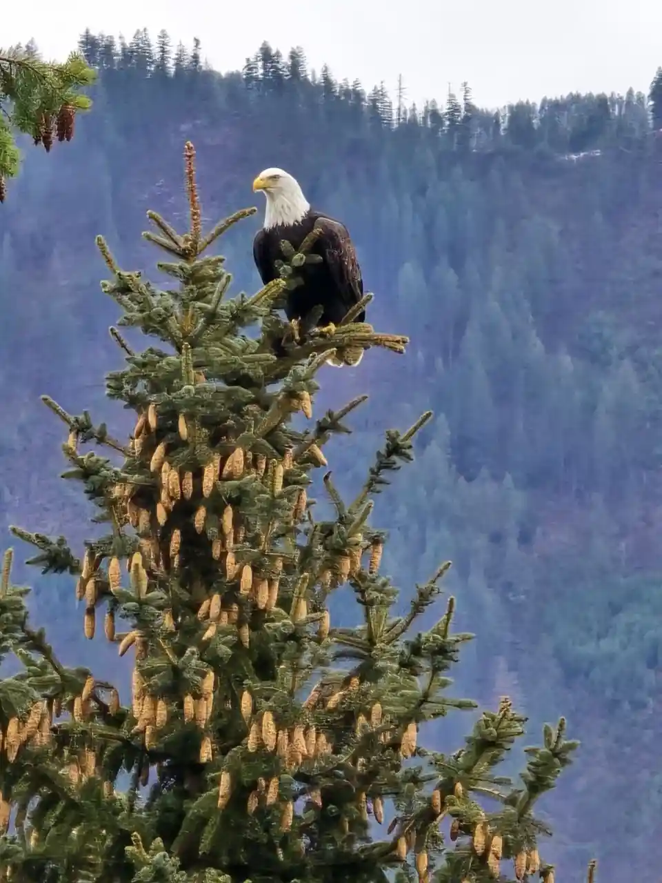 A bald eagle with a white head and dark body perches atop a coniferous tree covered in pine cones, set against a backdrop of…