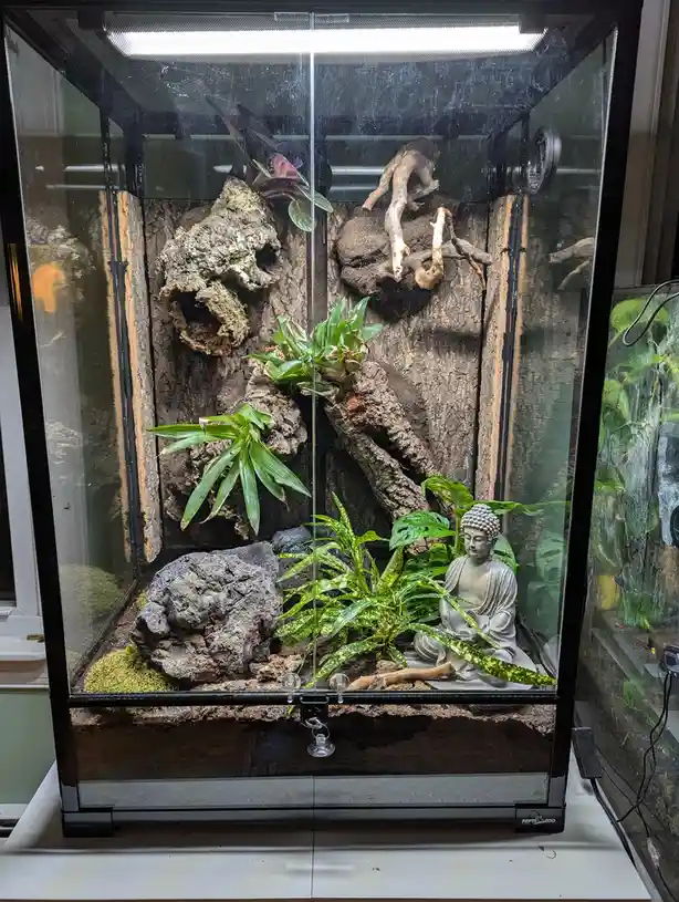 Introducing the New Gargoyle Gecko Vivarium