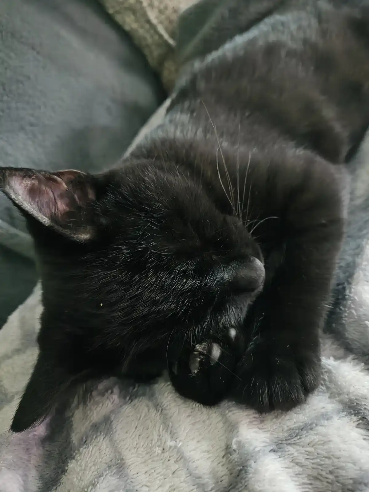 A black cat is sleeping curled up on a gray and white fluffy blanket, with its paws tucked under its chin and eyes closed…