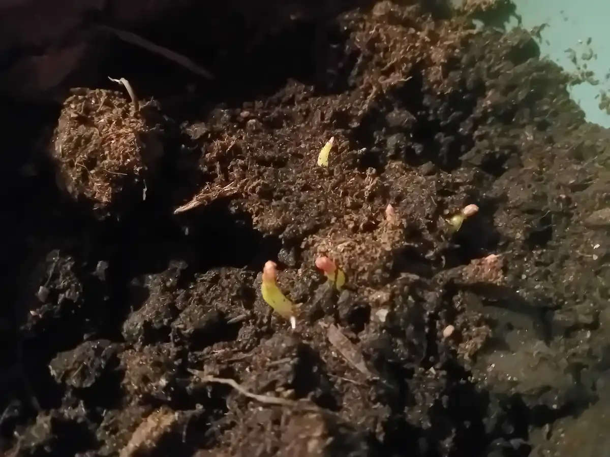 A close-up photo shows several tiny, pale green seedlings with pinkish tips emerging from dark, moist soil. The image has…