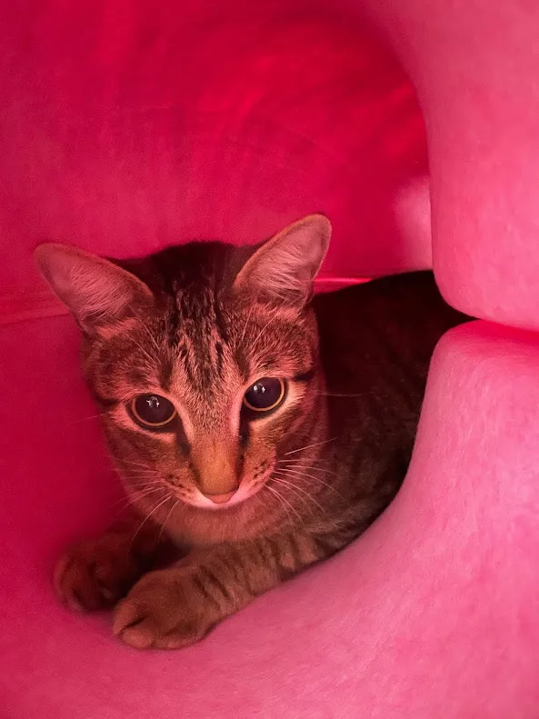 A tabby cat with wide, alert eyes is peeking out from inside a bright pink, curved chair or tunnel. The entire scene is…