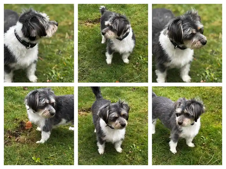 A six-panel grid shows a small black-and-white dog with scruffy fur and a black collar standing on green grass in various…