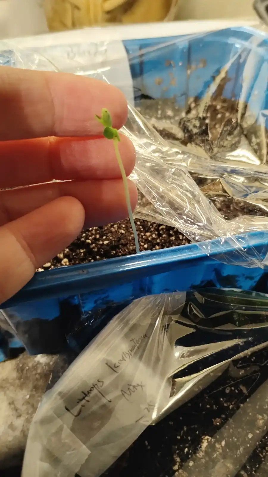 A person holds a tiny green seedling with two leaves between their thumb and forefinger, above a blue tray with soil and…