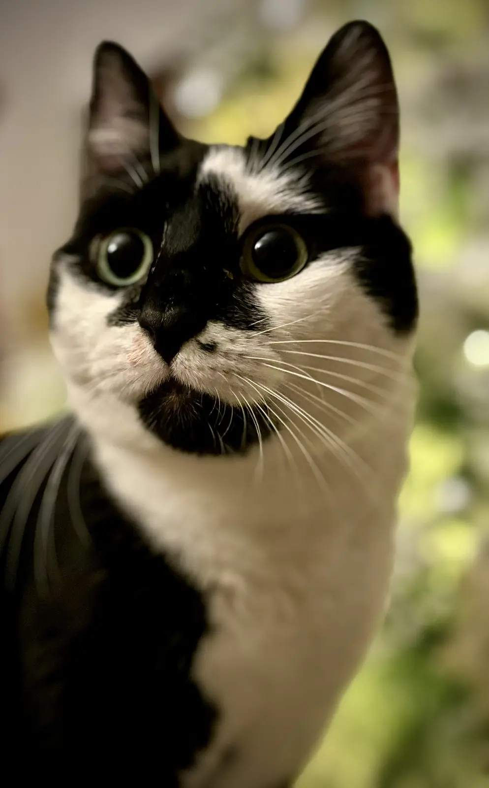 A close-up photo of a black-and-white cat with wide, startled-looking green eyes staring directly at the camera. The cat has…