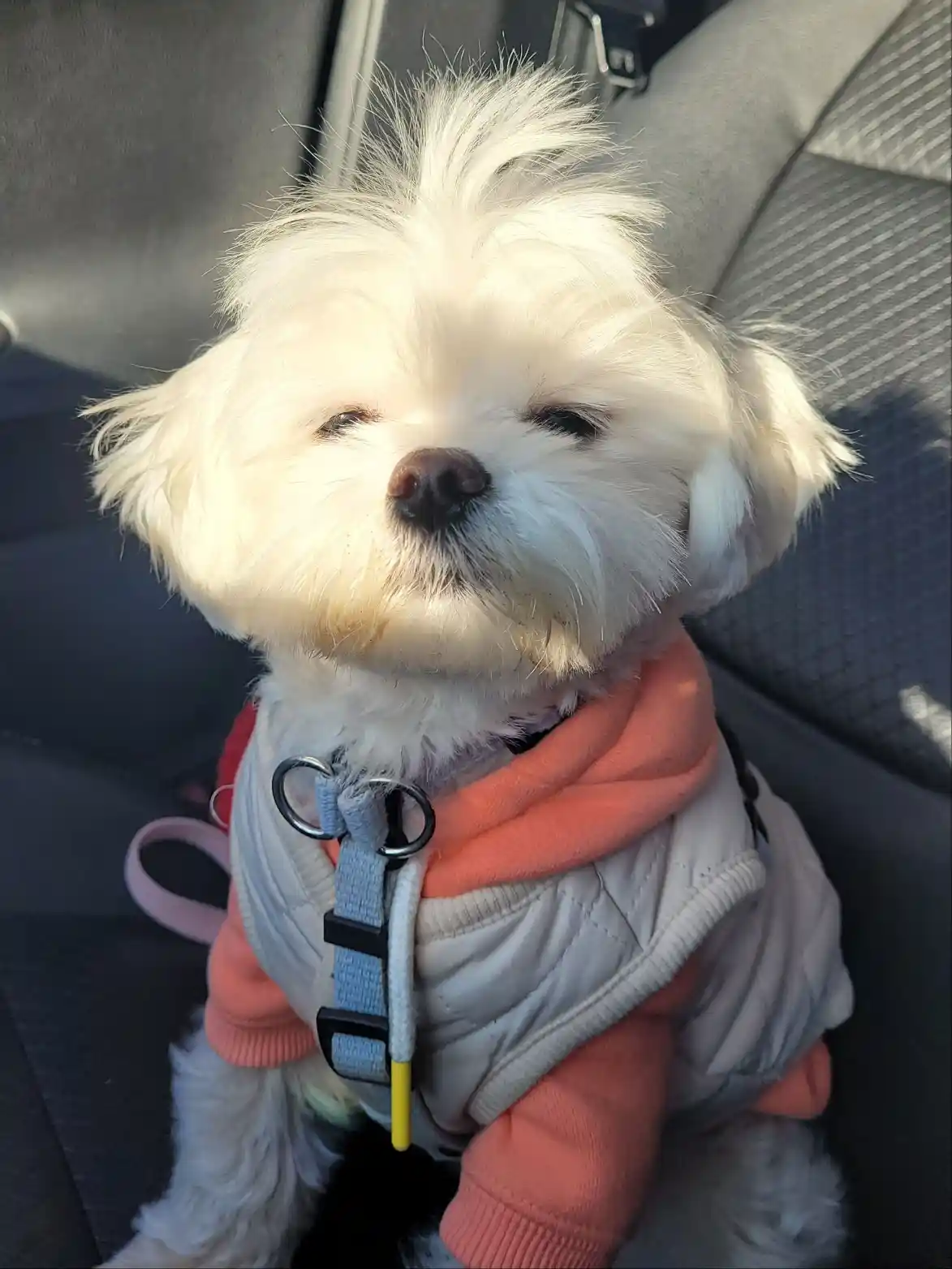 A small white fluffy dog with one eye half-closed sits in a car seat wearing a pink hoodie and a light gray vest with a…