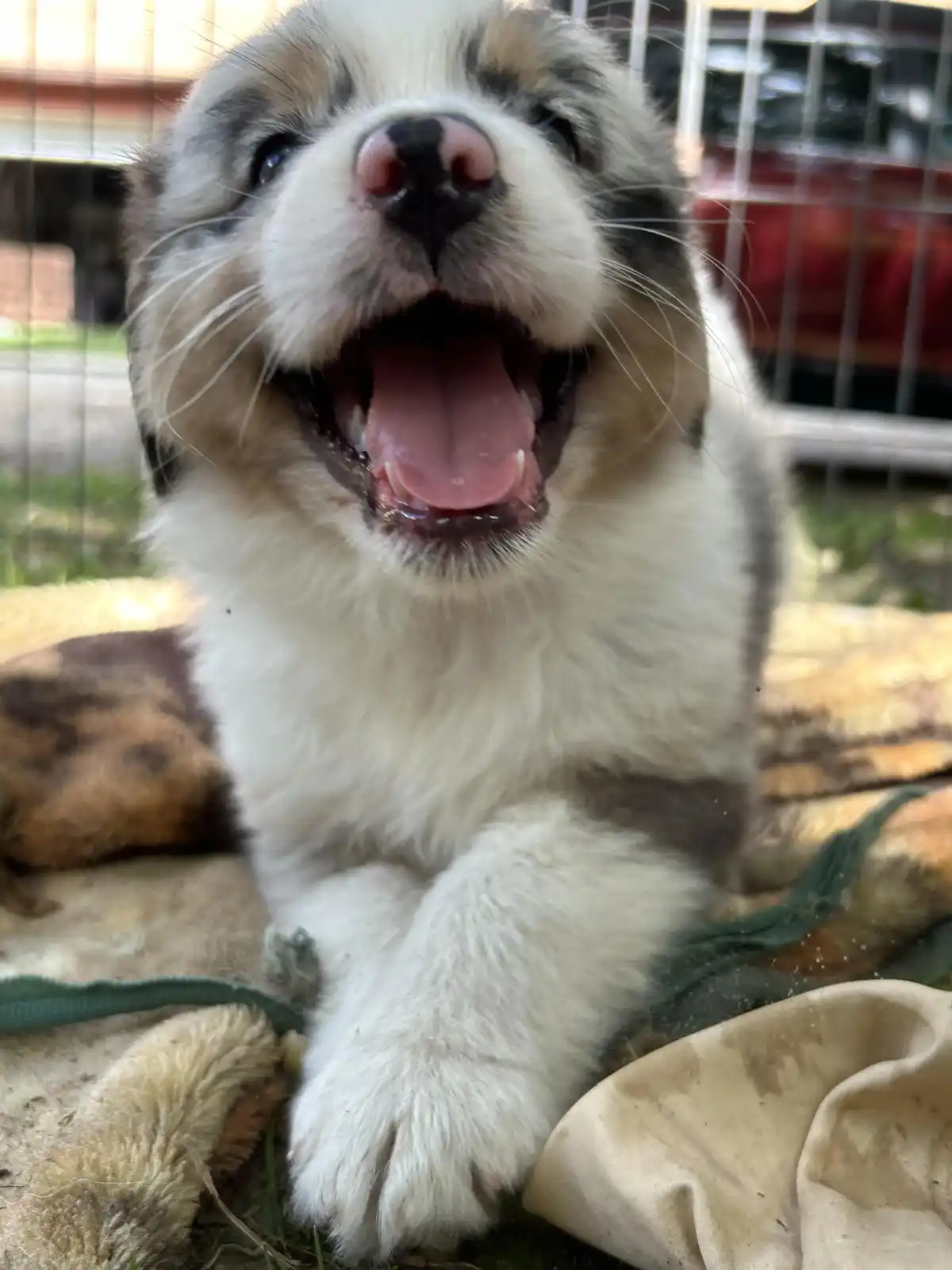 A close-up photo of a fluffy, multicolored puppy with its mouth wide open in a joyful expression, possibly yawning or…