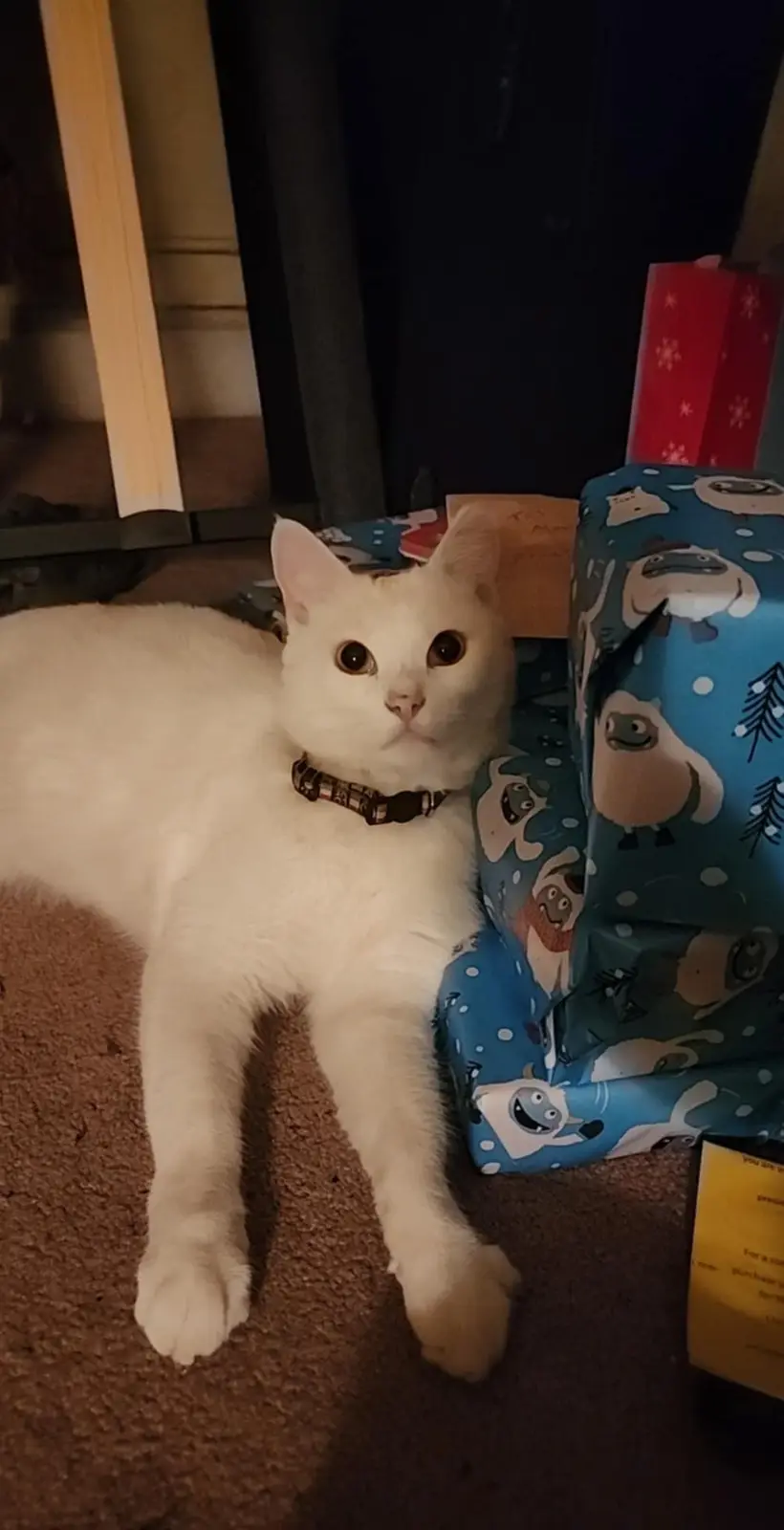 A white cat with wide, innocent eyes and a patterned collar lies on a carpet next to a large blue gift wrapped in 'Frozen'…