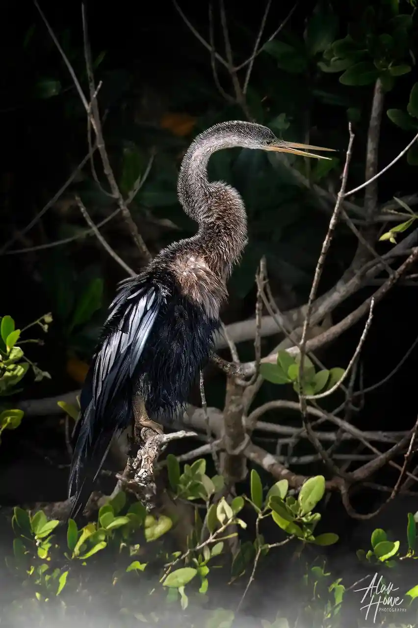 A dark-feathered bird, likely an anhinga, perches on a branch with its neck curved and head tilted upward, appearing to be…