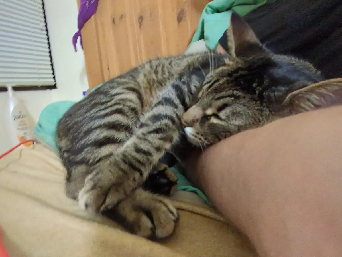A tabby cat with dark stripes is curled up and sleeping soundly on a person's lap, its head resting against the person's…