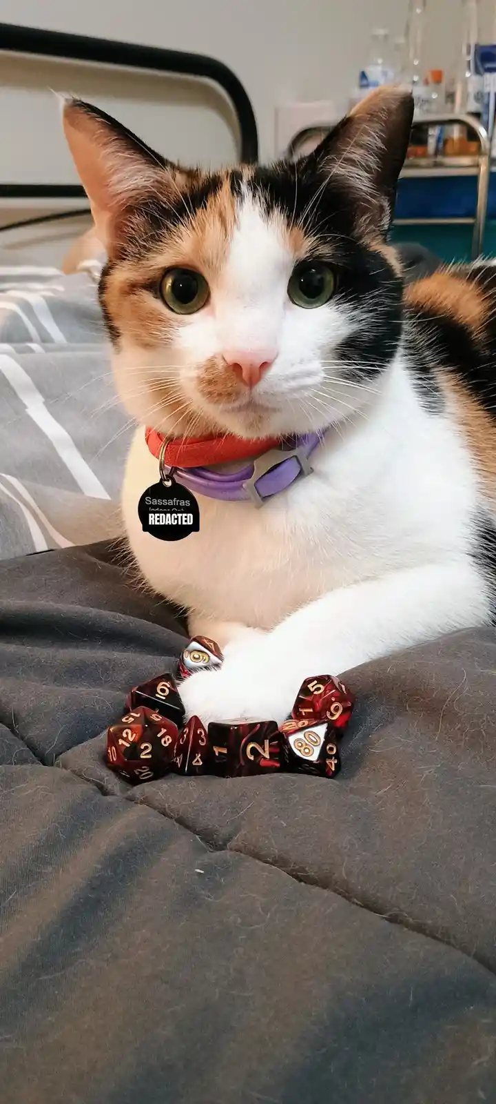 A calico cat with a red and purple collar, its tag reading 'Sassafras' and 'REDACTED', sits on a bed with a pile of red and…