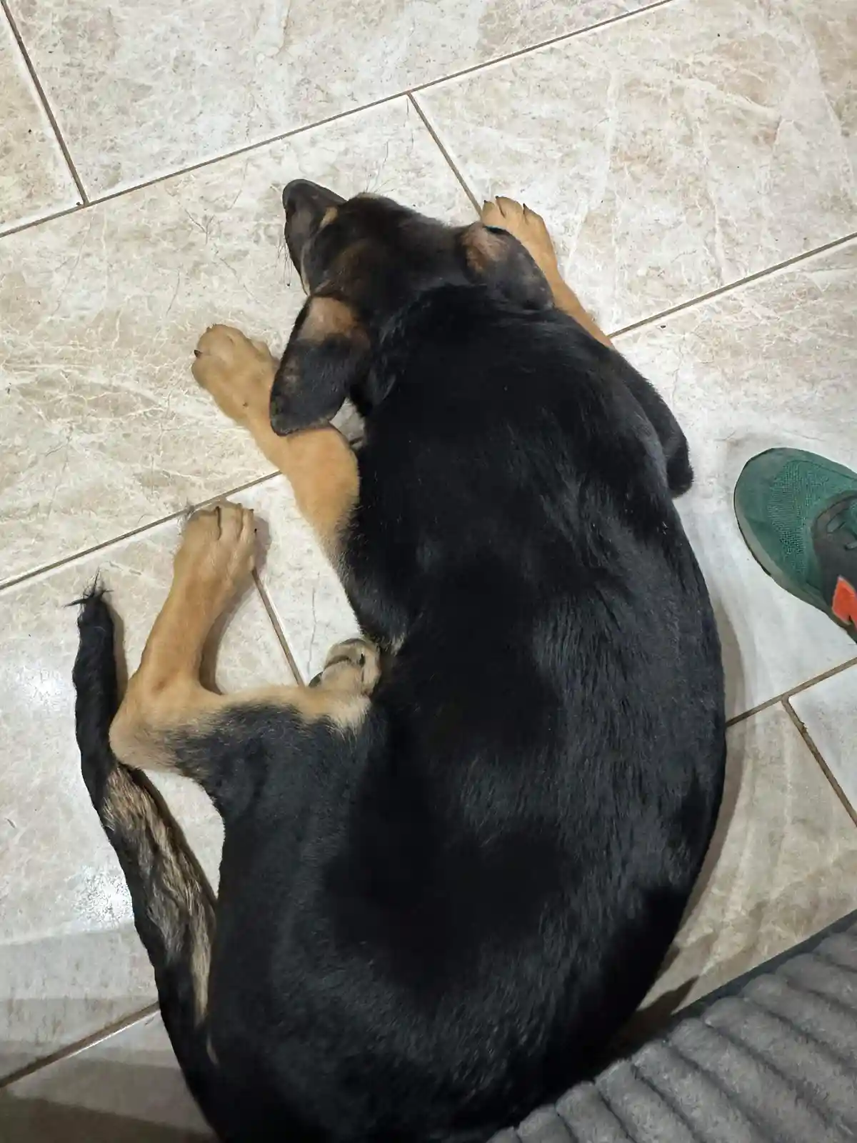 A black and tan dog is curled up sleeping on a light-colored tiled floor, with one paw near its head and a green shoe…