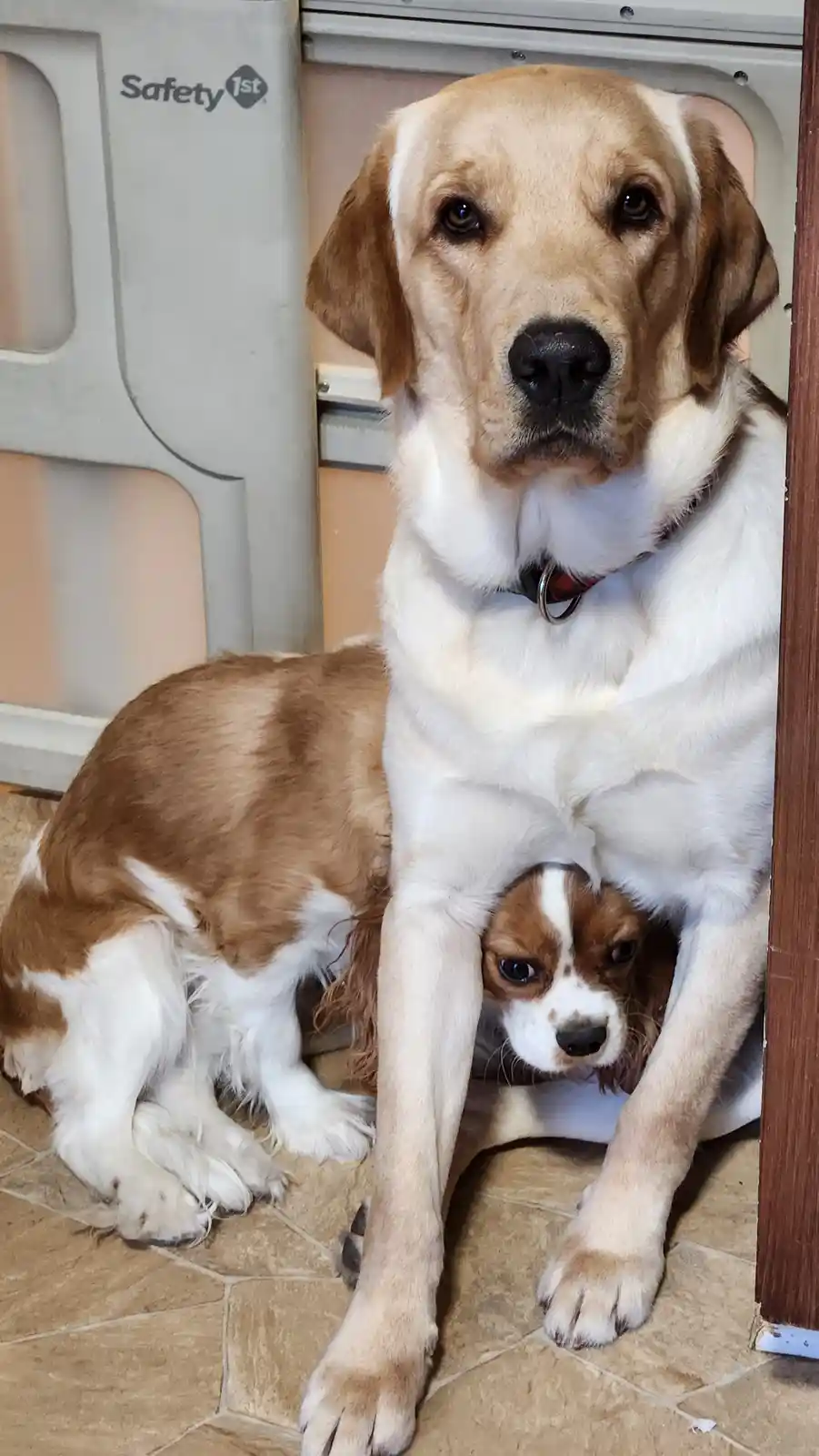 A large light brown and white dog sits on a tiled floor with its front legs spread, and a small brown and white Cavalier…