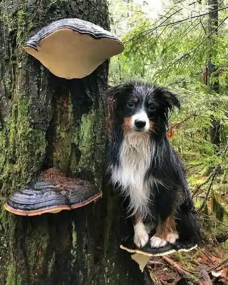 A black, white, and tan dog with fluffy fur sits upright on a large, flat mushroom growing at the base of a moss-covered…
