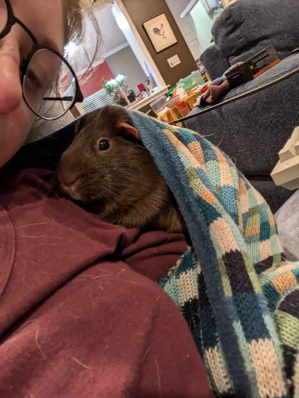 A person with glasses holds a brown guinea pig wrapped in a colorful knitted blanket, with a cozy living room background…