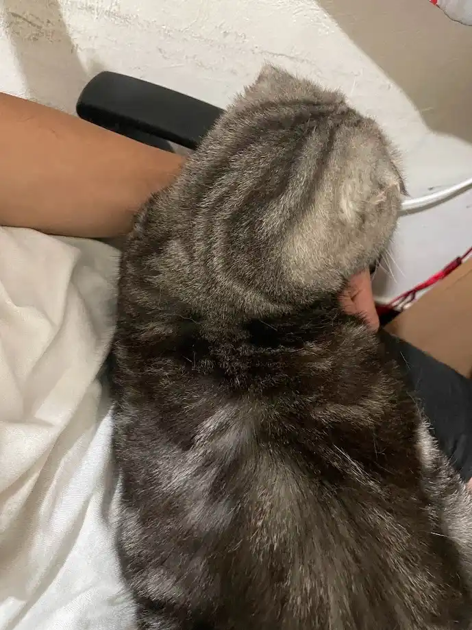 The Enigmatic Life of a Cat