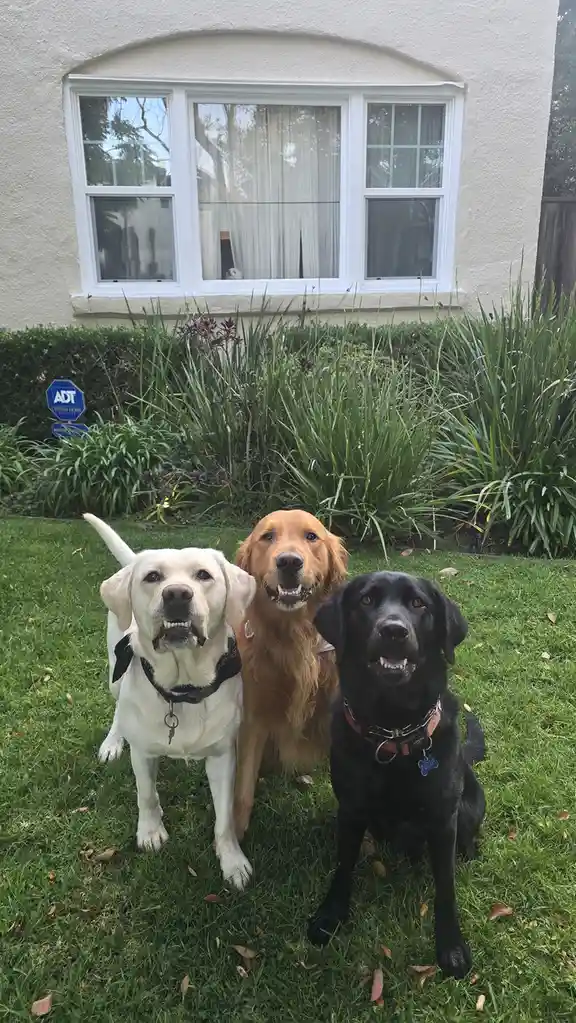 Three dogs—a yellow lab, a golden retriever, and a black lab—are sitting on a green lawn in front of a house with a white…