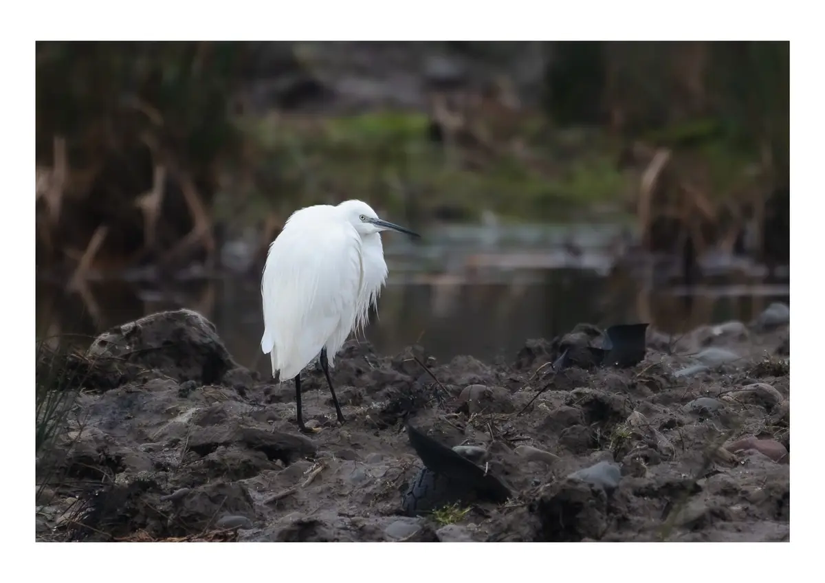 A white egret stands on muddy ground near water, looking sideways with a slightly confused or annoyed expression. In the…
