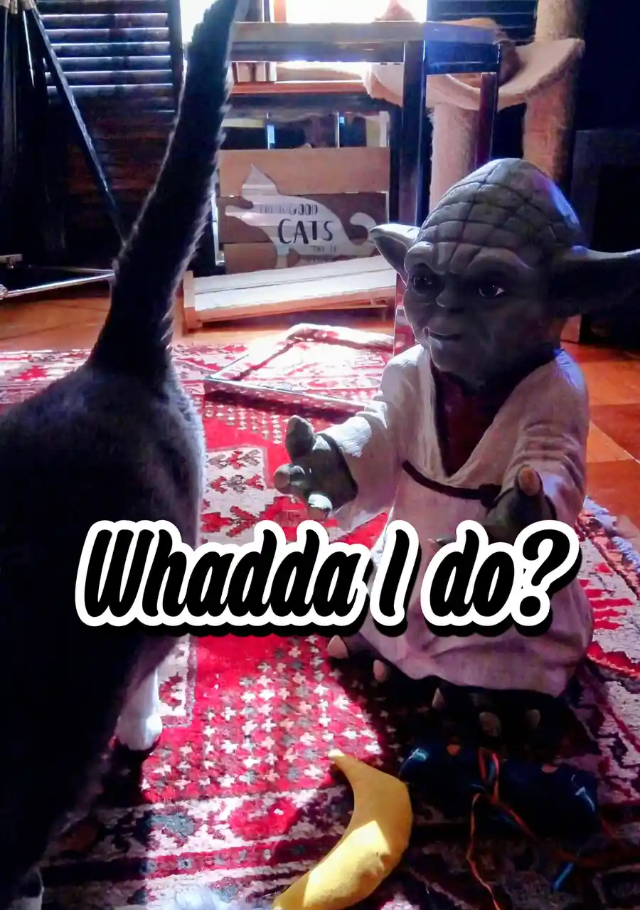 A gray cat with its tail raised stands facing a Yoda figurine on a red patterned rug, with the text 'Whadda l do?' overlaid…