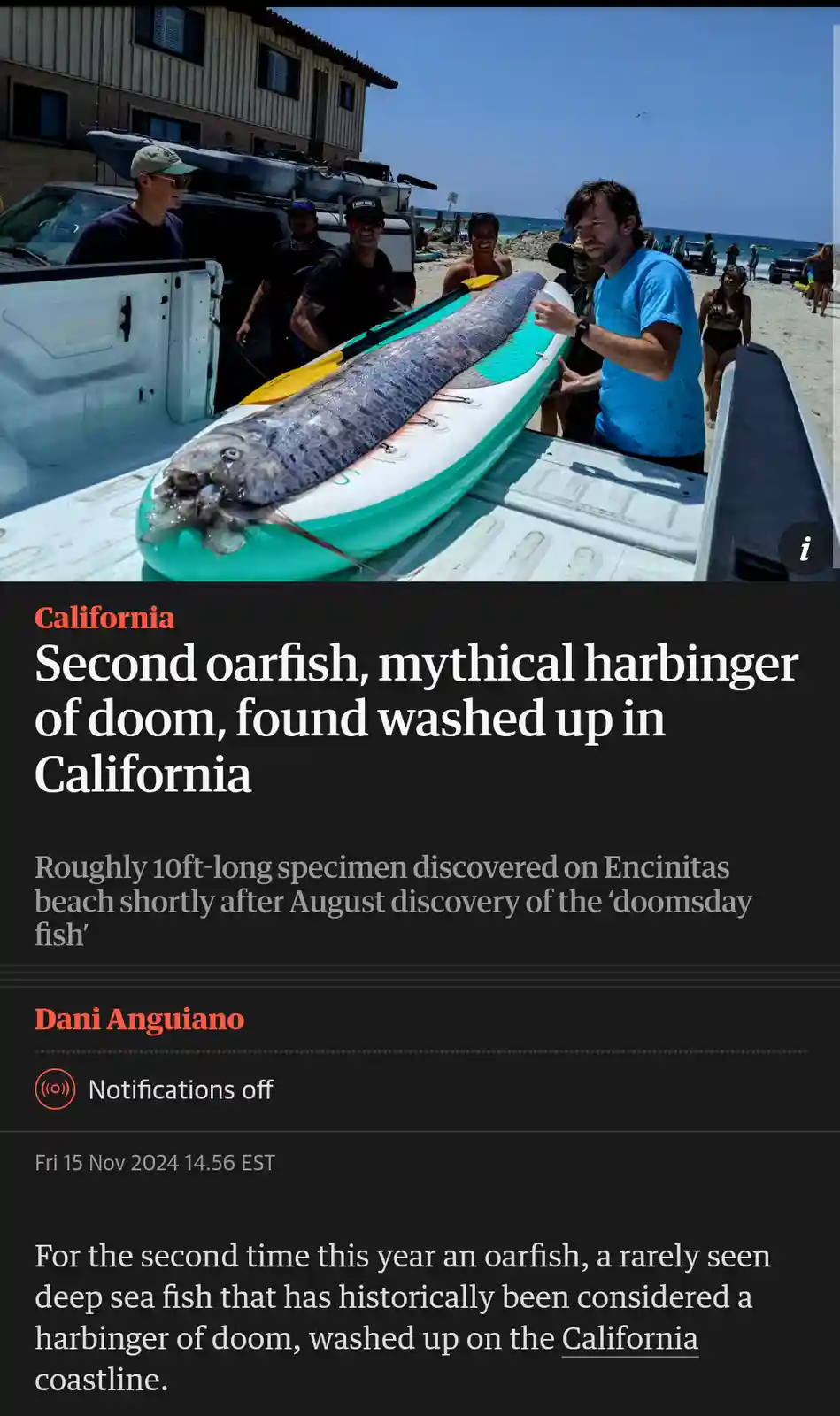 A large, 10-foot-long oarfish is laid across a paddleboard in the bed of a pickup truck on a beach, with several people…