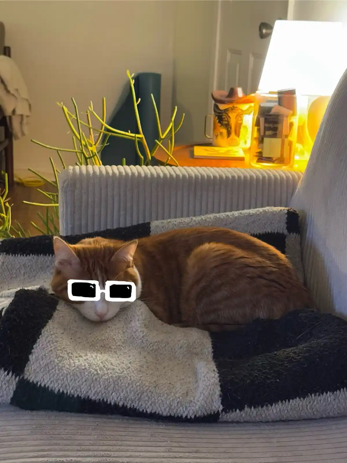 An orange and white cat is curled up sleeping on a black and white patterned blanket on a couch. Digital sunglasses have…