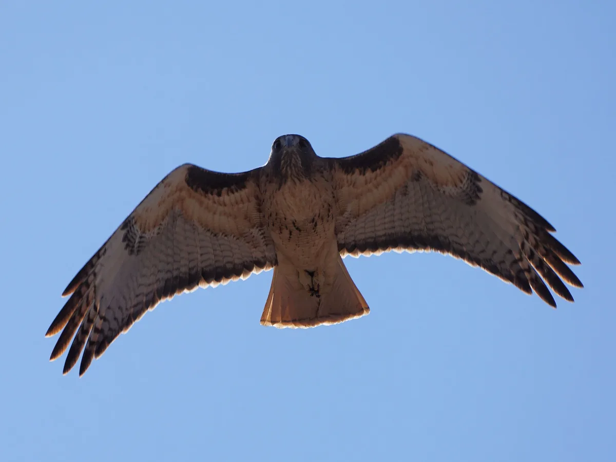 The Majestic Red-tailed Hawk in Action