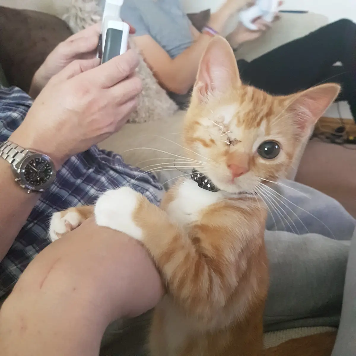 An orange and white kitten with a visible stitched wound above its left eye sits on someone's lap, looking directly at the…