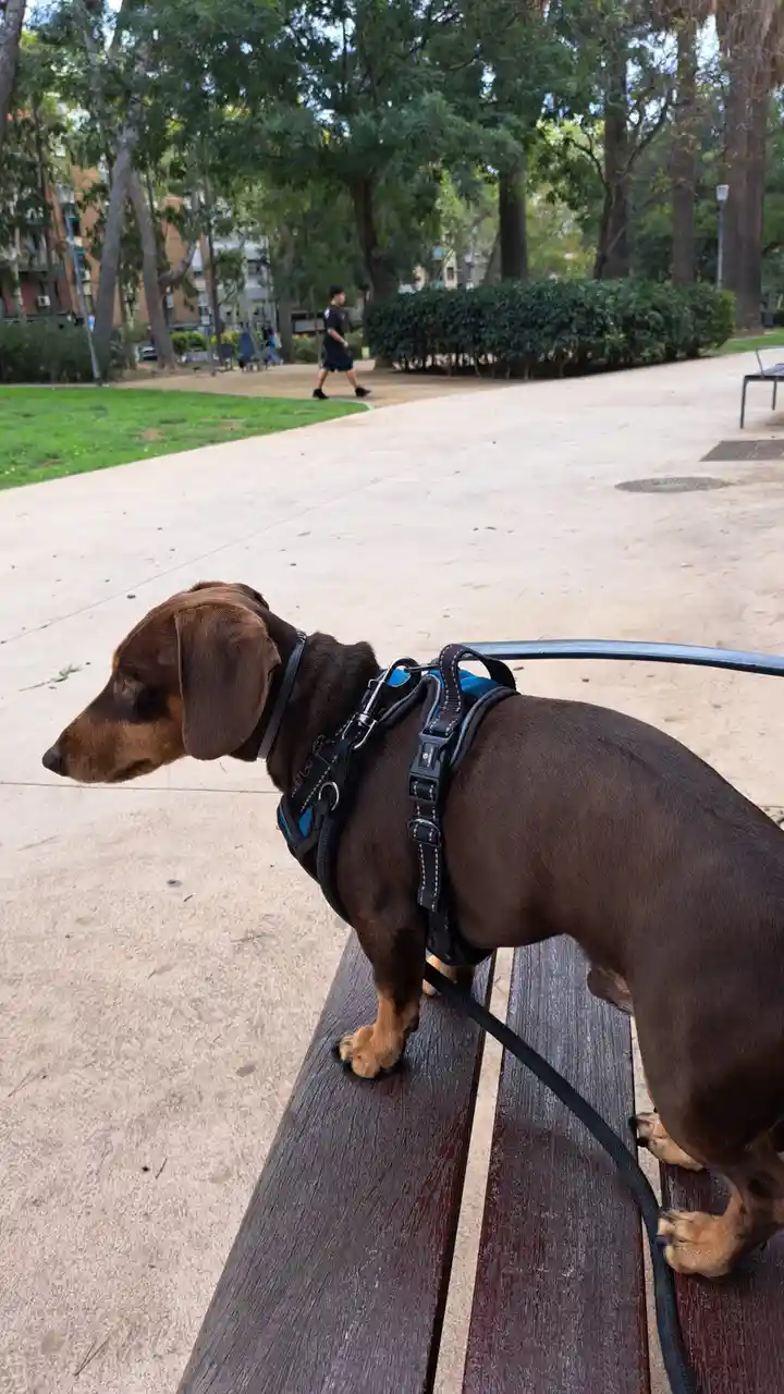 A brown dachshund wearing a black and blue harness stands on a wooden park bench with its front paws, looking off to the…