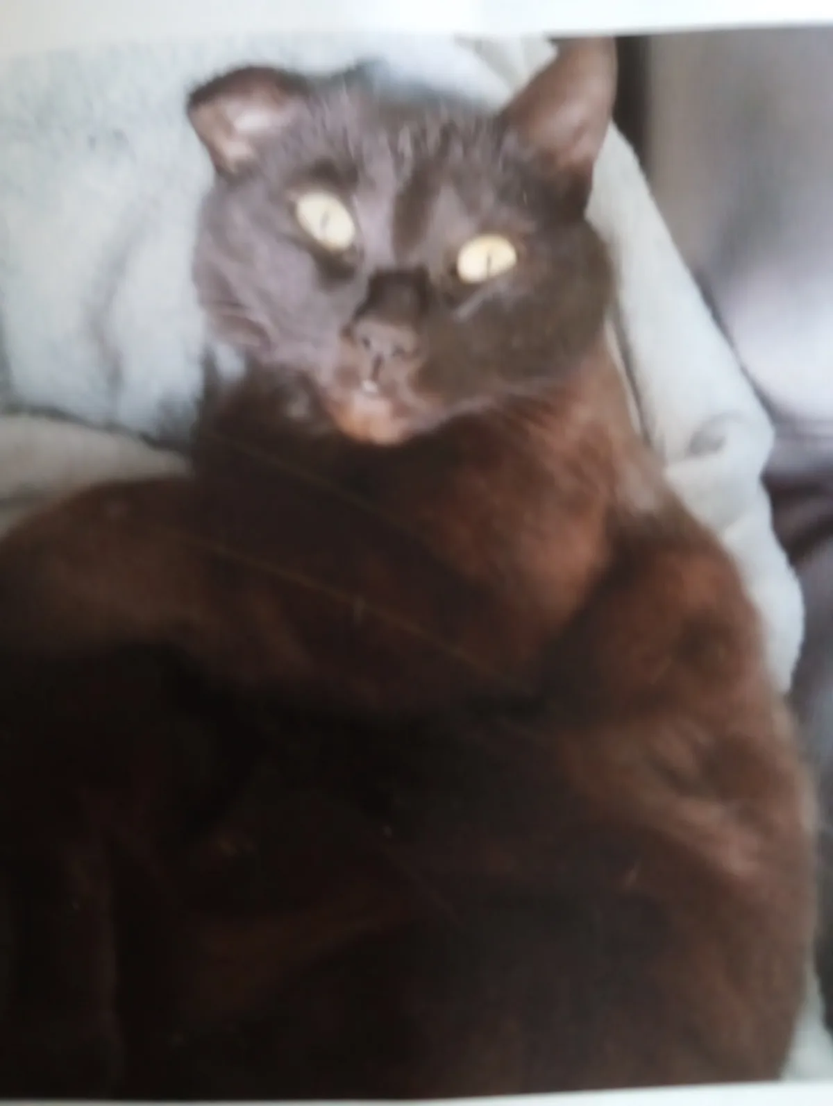 A blurry photo of a dark brown cat lying on a light-colored surface, staring directly at the camera with wide, glowing…