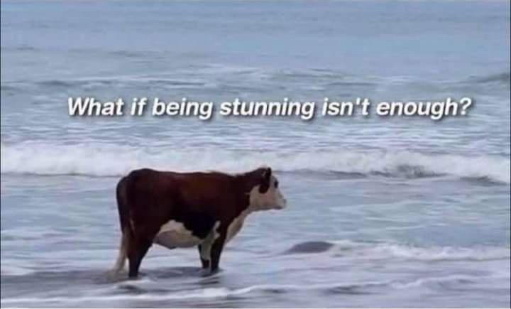 Memes Volume 382: The Latest and Greatest
