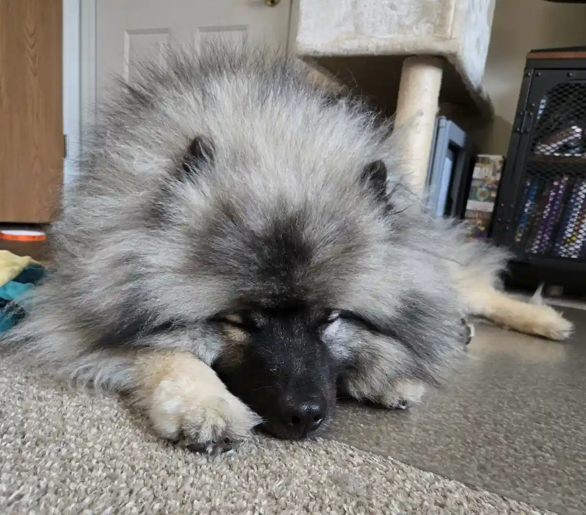 The Importance of Naptime: A Must for Everyone