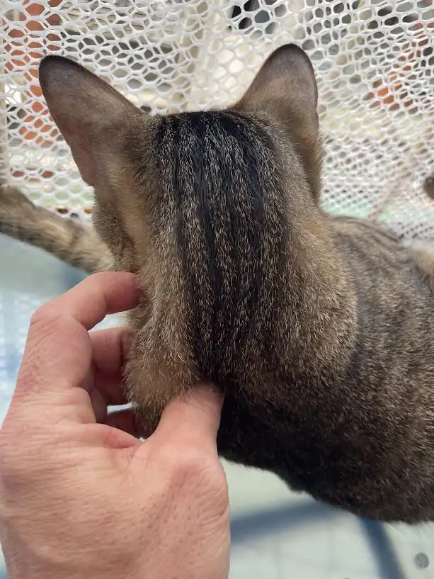 Another Cute Cat to Brighten Your Day