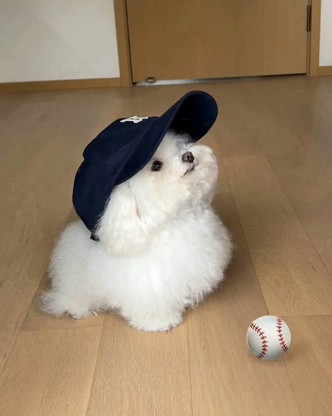 A small, fluffy white dog wearing a navy blue baseball cap sits on a light wooden floor, looking upward with a determined…