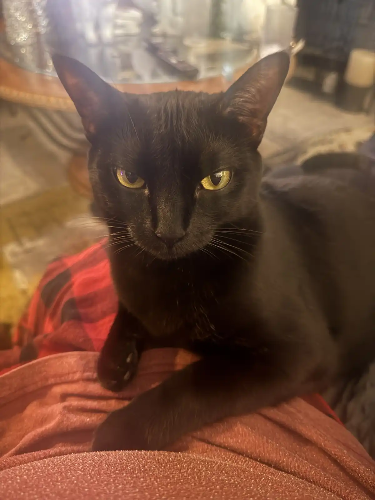 A black cat with striking yellow eyes stares intently at the camera, sitting atop a person wearing red plaid pajamas and a…