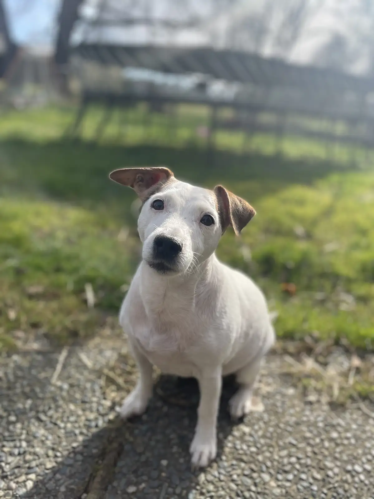 Georgie Girl: A Mystery Worth Exploring