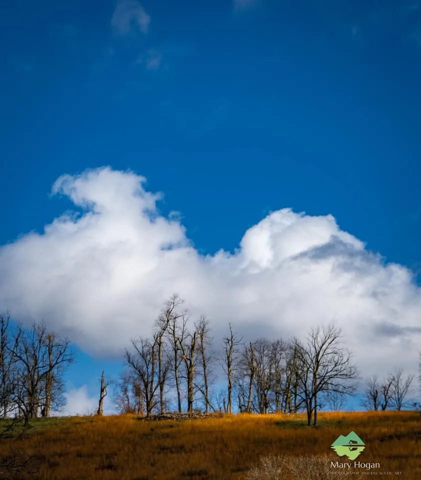 A serene landscape photo shows a bright blue sky with large white clouds above a line of bare, leafless trees on a…