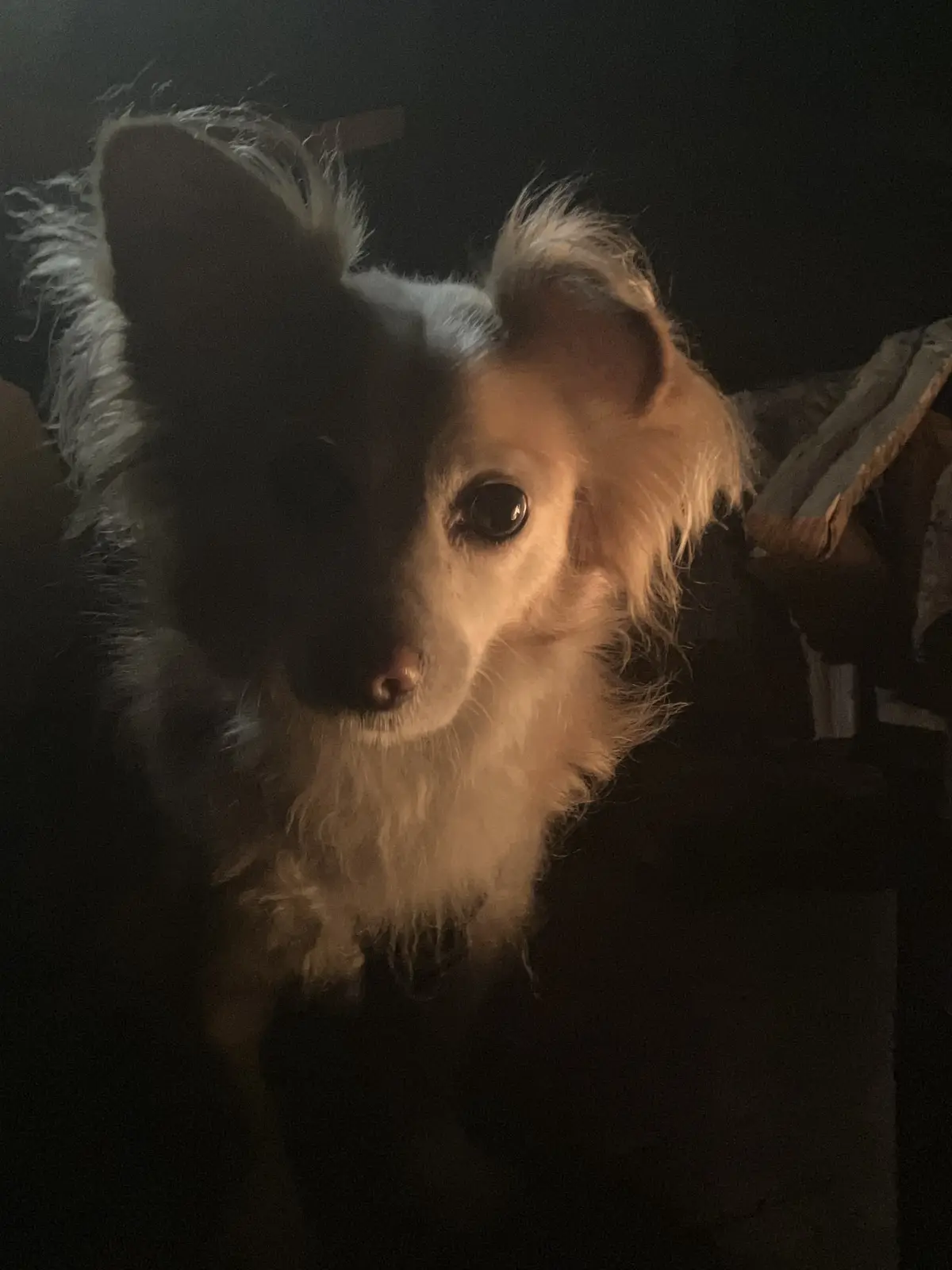 A small, fluffy dog with one side of its face in shadow and the other illuminated, giving it a dramatic, wizard-like…