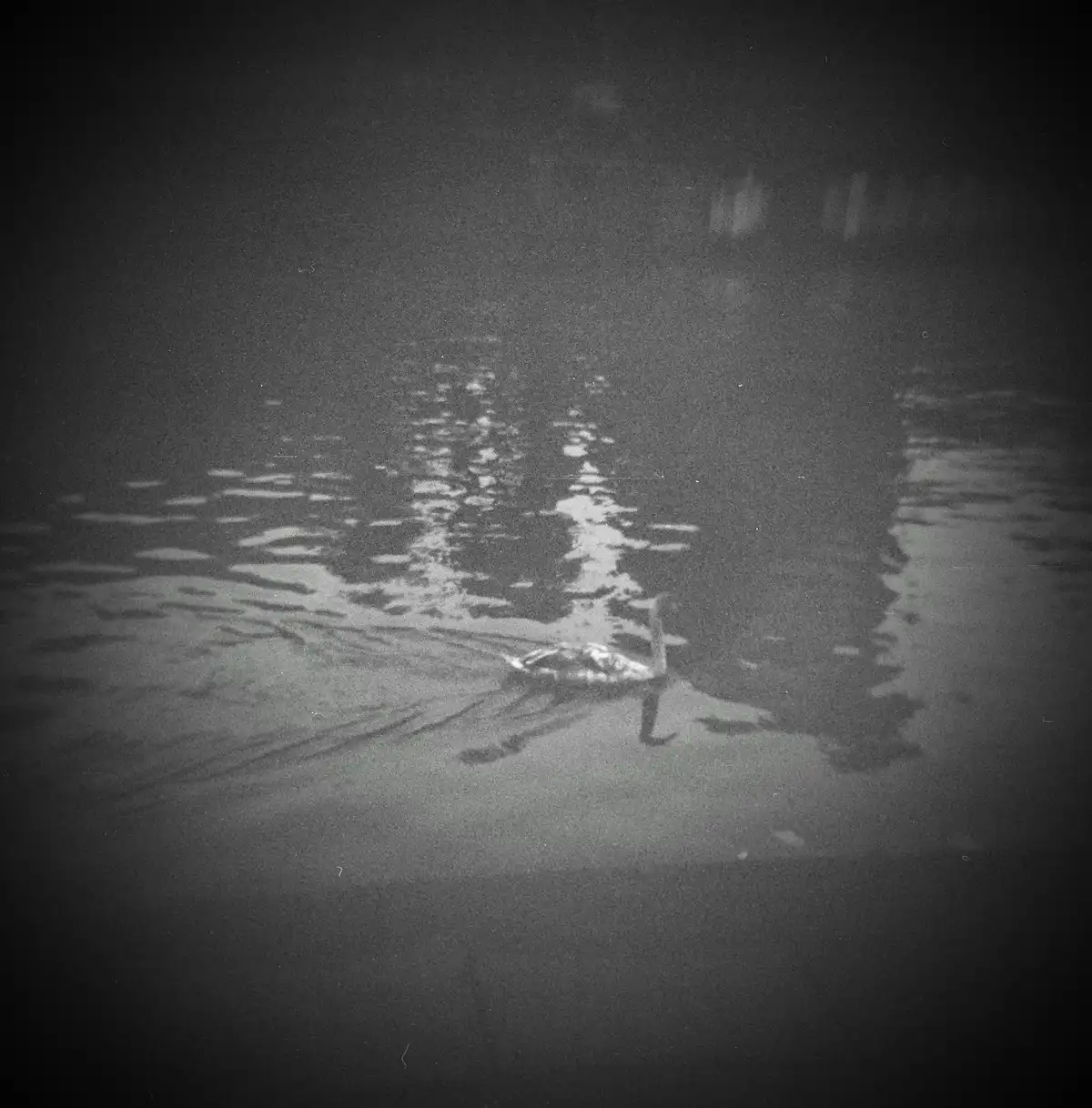 A grainy, black-and-white photo shows a swan floating on dark water, its body partially submerged and appearing lifeless…