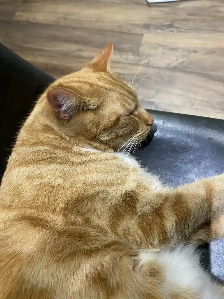 Biscuit's Daily Snapshot: A Moment to Cherish
