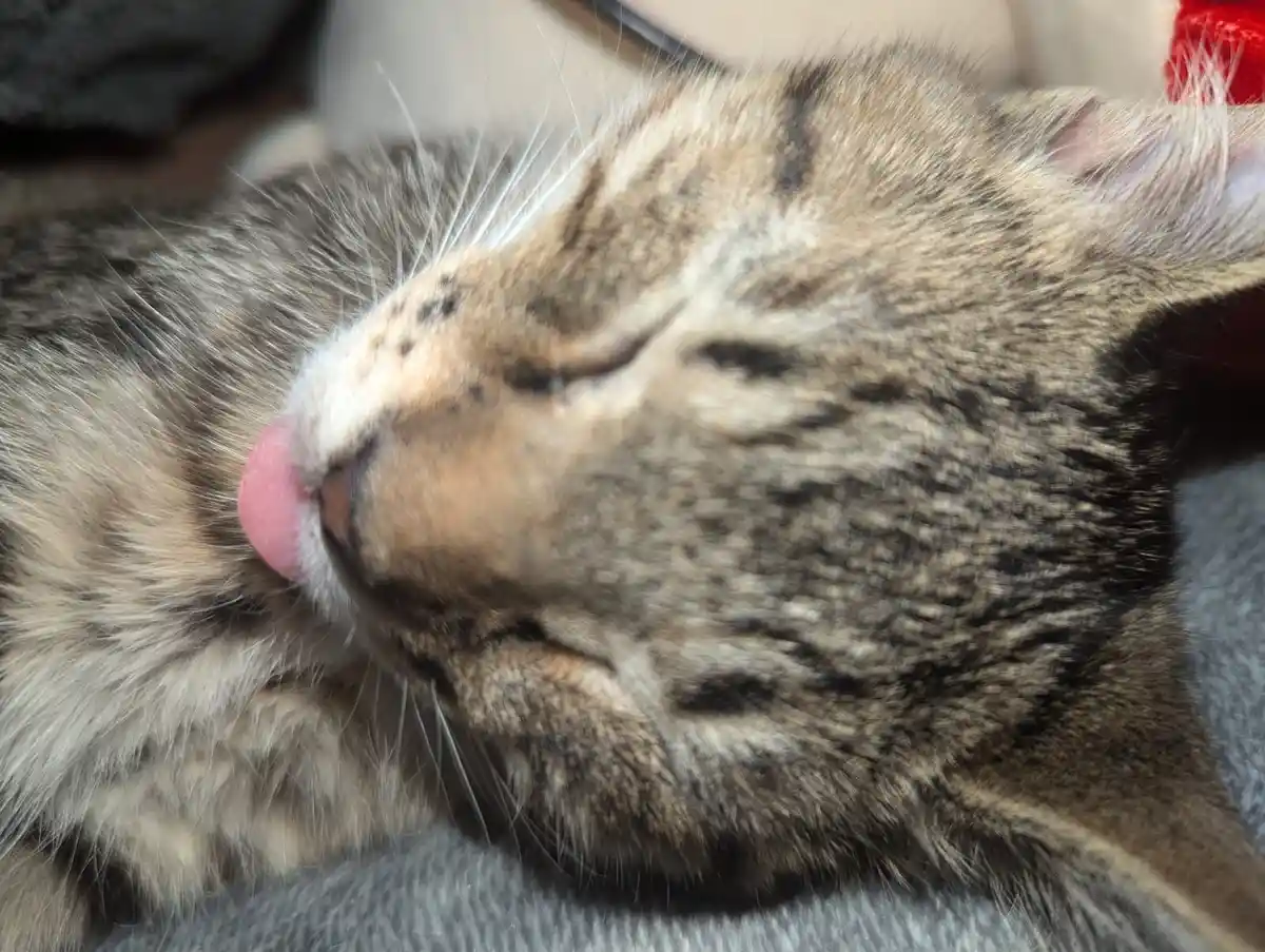 A close-up photo of a tabby cat with its eyes closed and pink tongue sticking out, appearing deeply relaxed or asleep. The…
