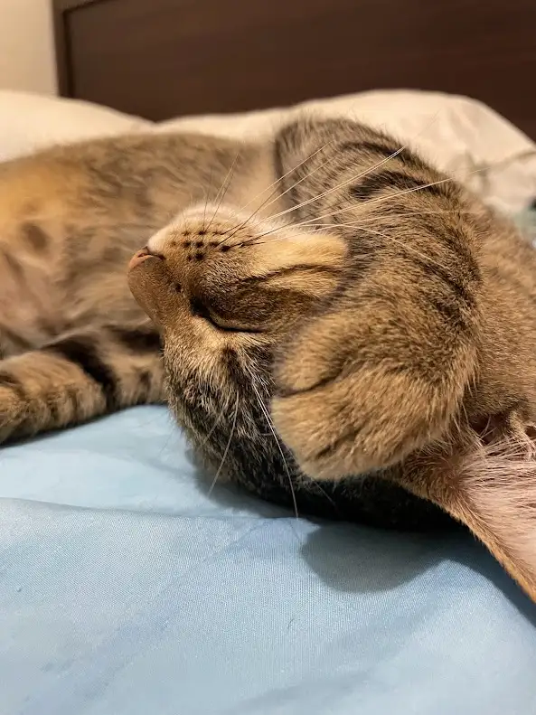 a tabby cat is curled up and sleeping soundly on a blue bedsheet, its eyes closed and face relaxed. The overlaid text reads…