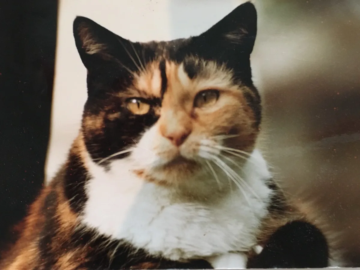 A close-up photo of a calico cat with a stern, unimpressed expression, looking directly at the camera. The cat has black…