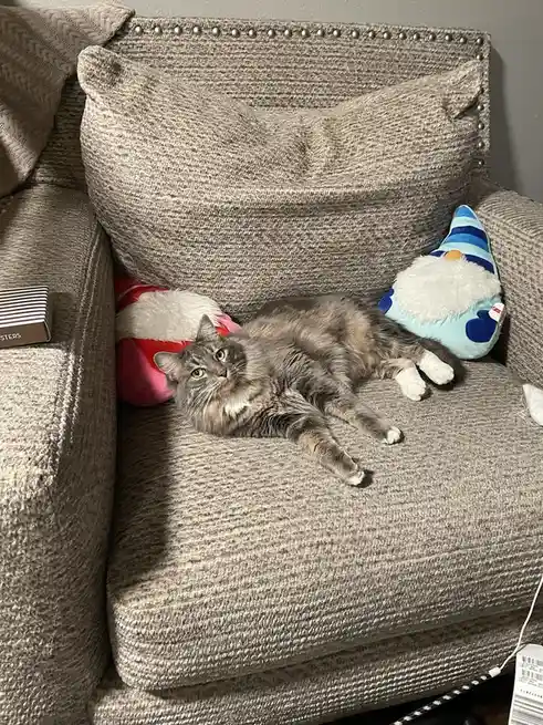 A fluffy gray tabby cat with white paws lies sprawled on a gray textured couch, looking upward with a relaxed expression…