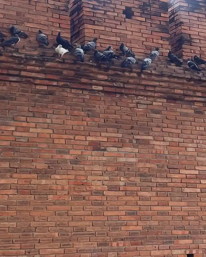 A white pigeon stands out among a flock of grey pigeons perched on a red brick wall. The white pigeon is surrounded by…