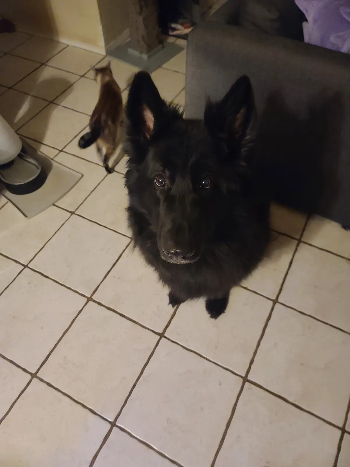 A black dog with large, expressive eyes sits on a tiled floor looking up at the camera with a sad, pleading expression. In…