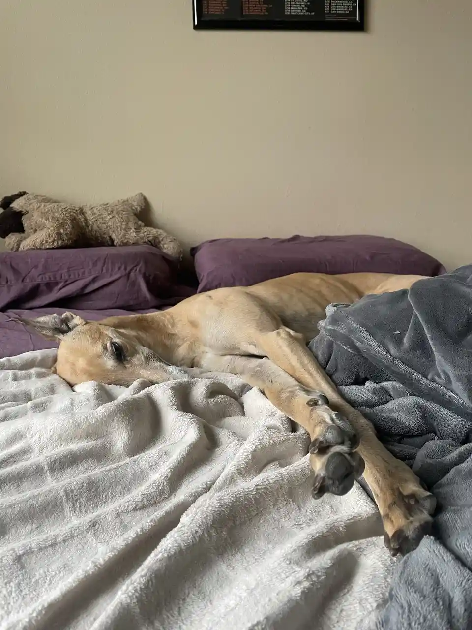 A tan dog is lying on a bed with purple pillows and gray and white blankets, one paw stretched out. A stuffed animal sits on…
