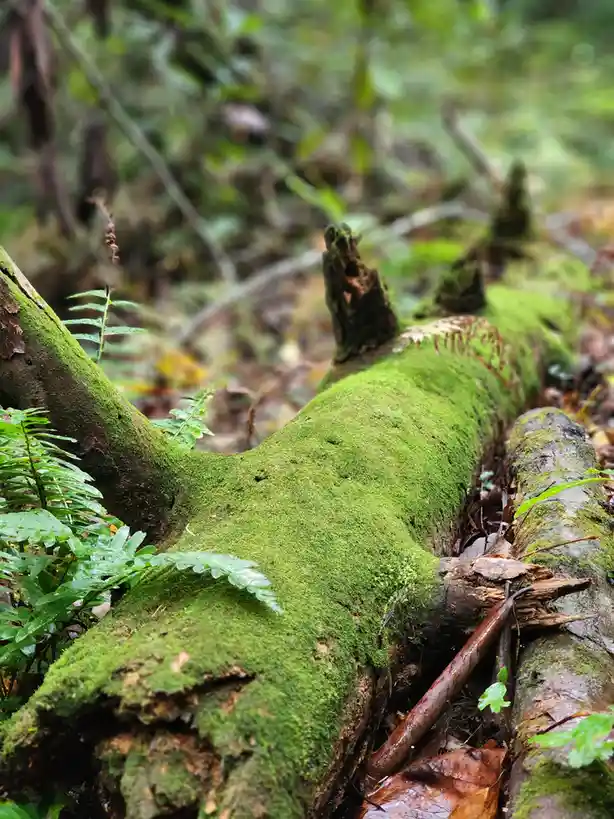 A close-up photo of a moss-covered fallen log in a forest, with ferns growing around it. The log has a distinct shape…
