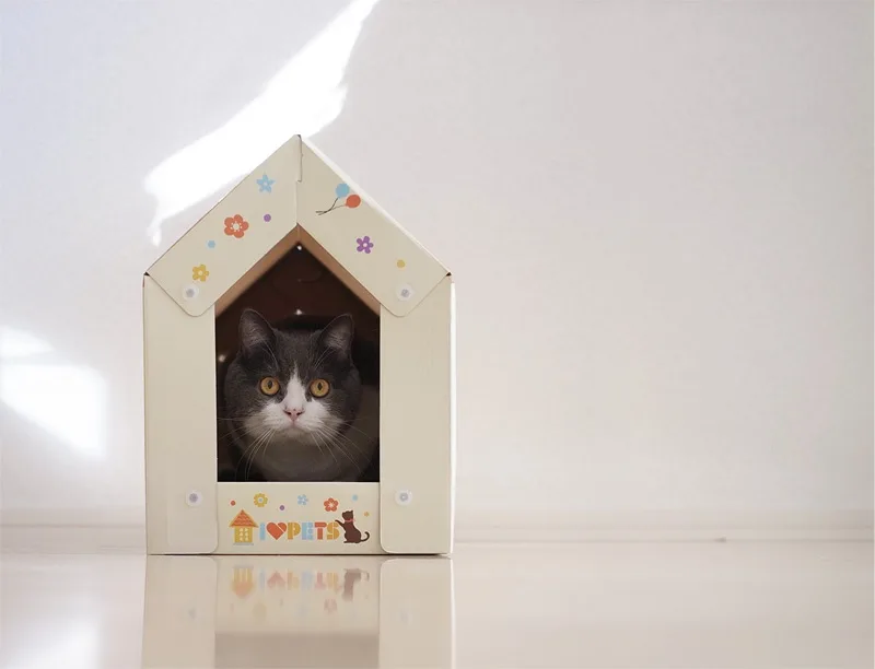 Meet today's featured feline!