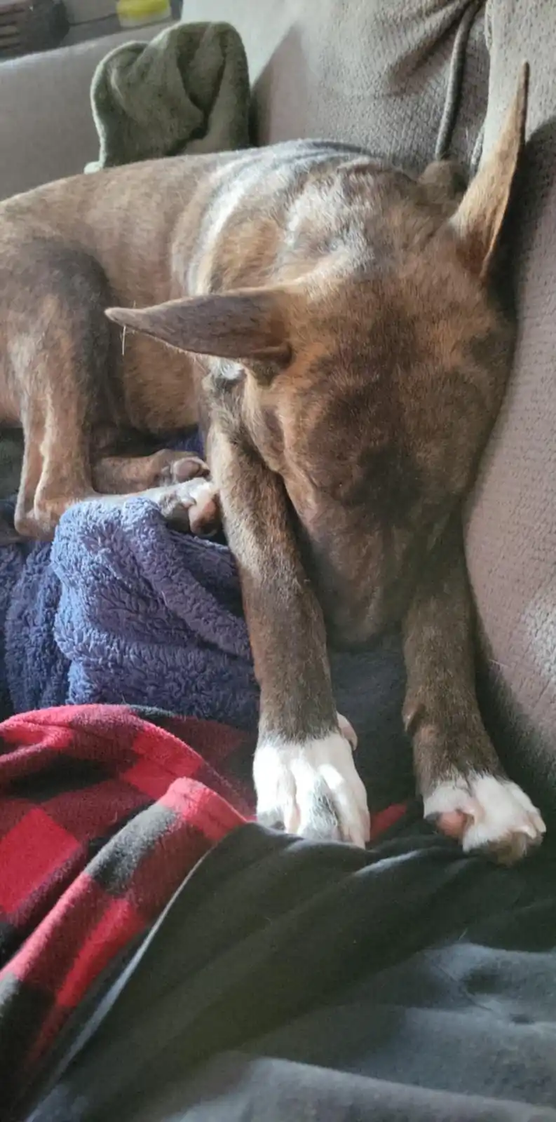 A brindle dog with white paws is sleeping curled up on a couch, its head resting on a blue blanket and one front paw draped…