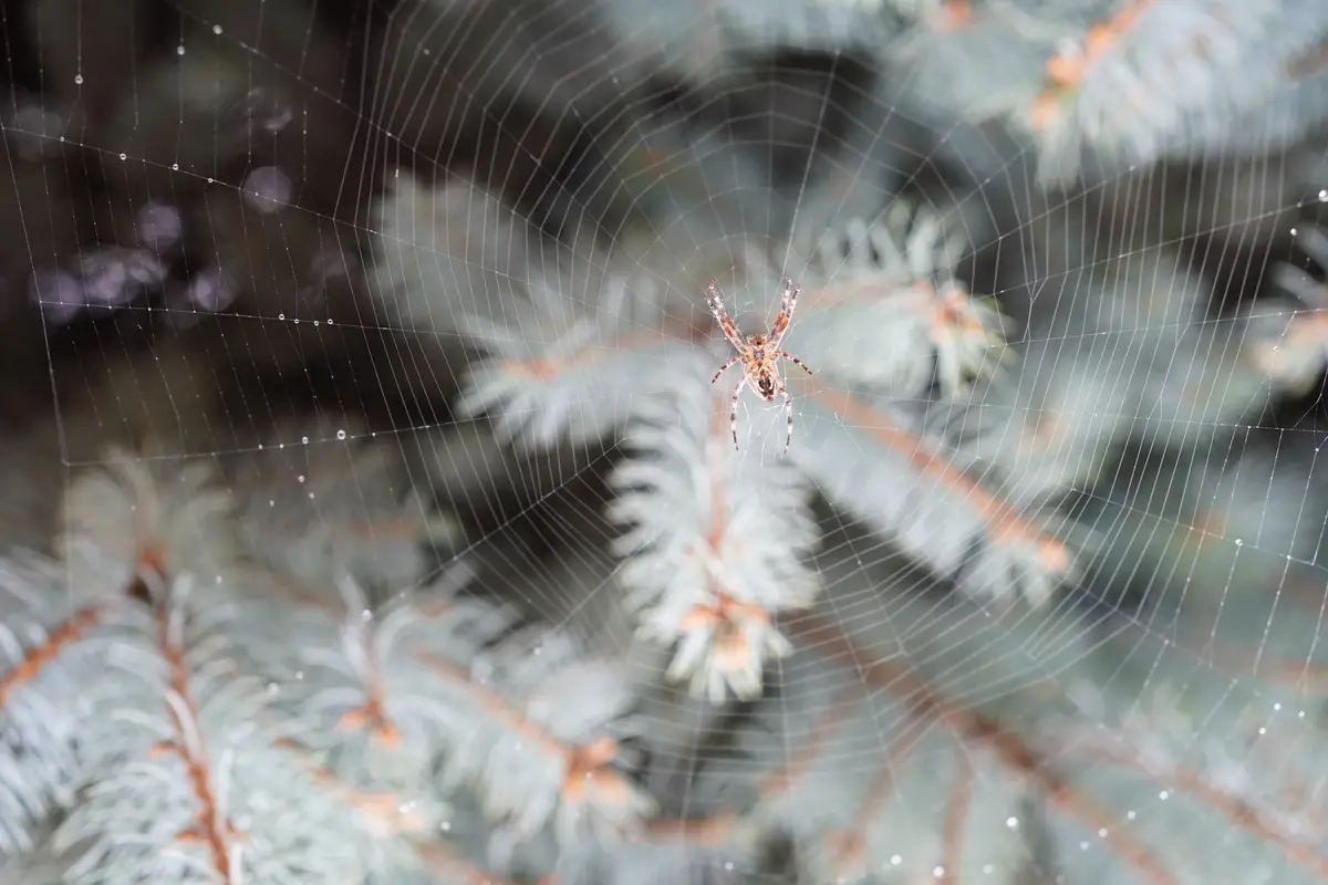 A spider sits in the center of a dew-covered web strung between pine branches, with the overlaid text reading 'i'm not lazy…