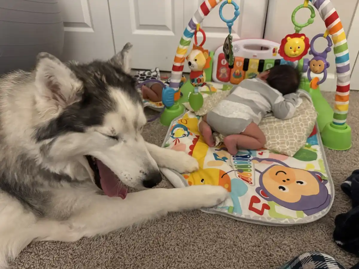 A husky dog with its eyes closed and mouth open in a yawn lies on a carpet next to a baby sleeping on a colorful play mat…